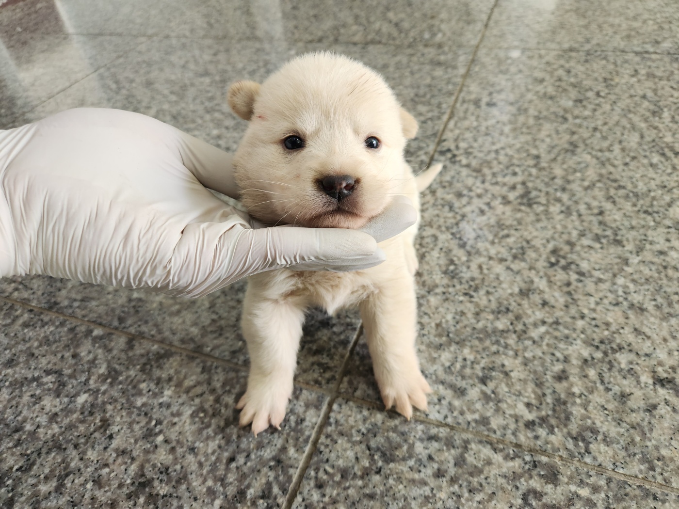 광주 동물보호소_429360202300264